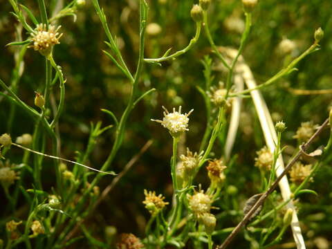 Image of Baccharis darwinii Hook. & Arn.