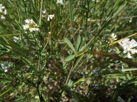 Image de Dorycnium pentaphyllum subsp. germanicum (Gremli) Gams