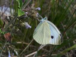 Image of cabbage butterfly