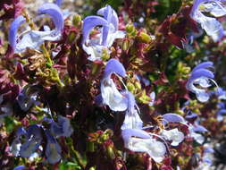 Salvia chamelaeagnea Berg. resmi