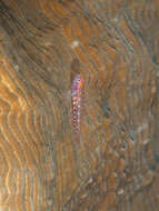 Image of Twin Dwarfgoby