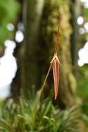 Image of Barbosella cucullata (Lindl.) Schltr.