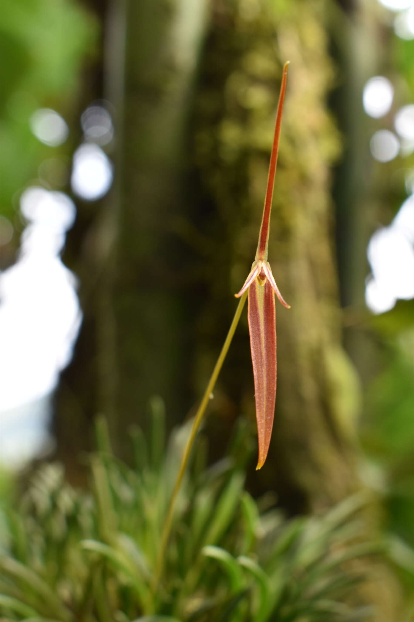 Plancia ëd Barbosella cucullata (Lindl.) Schltr.