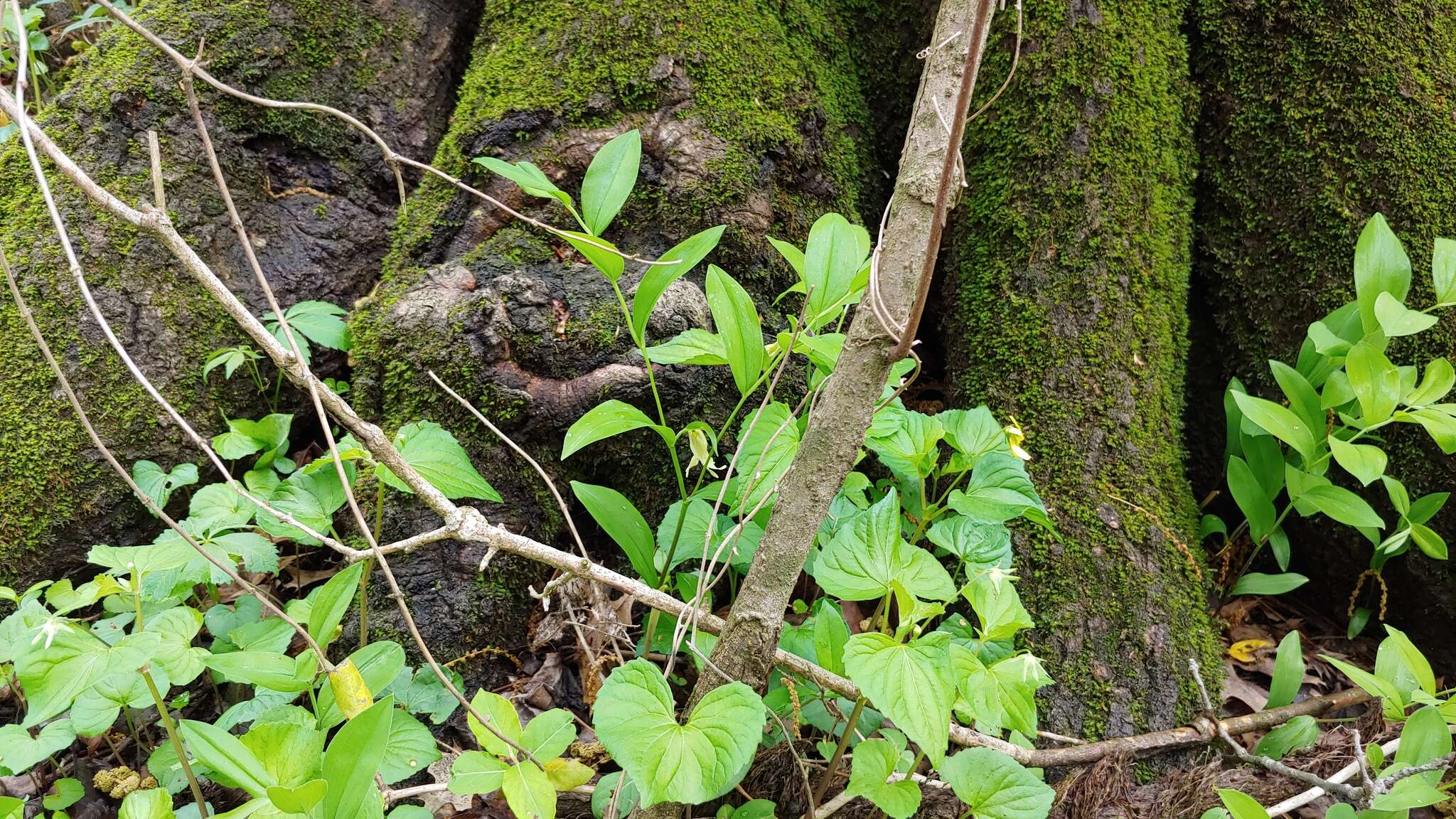 Image of Florida Bellwort