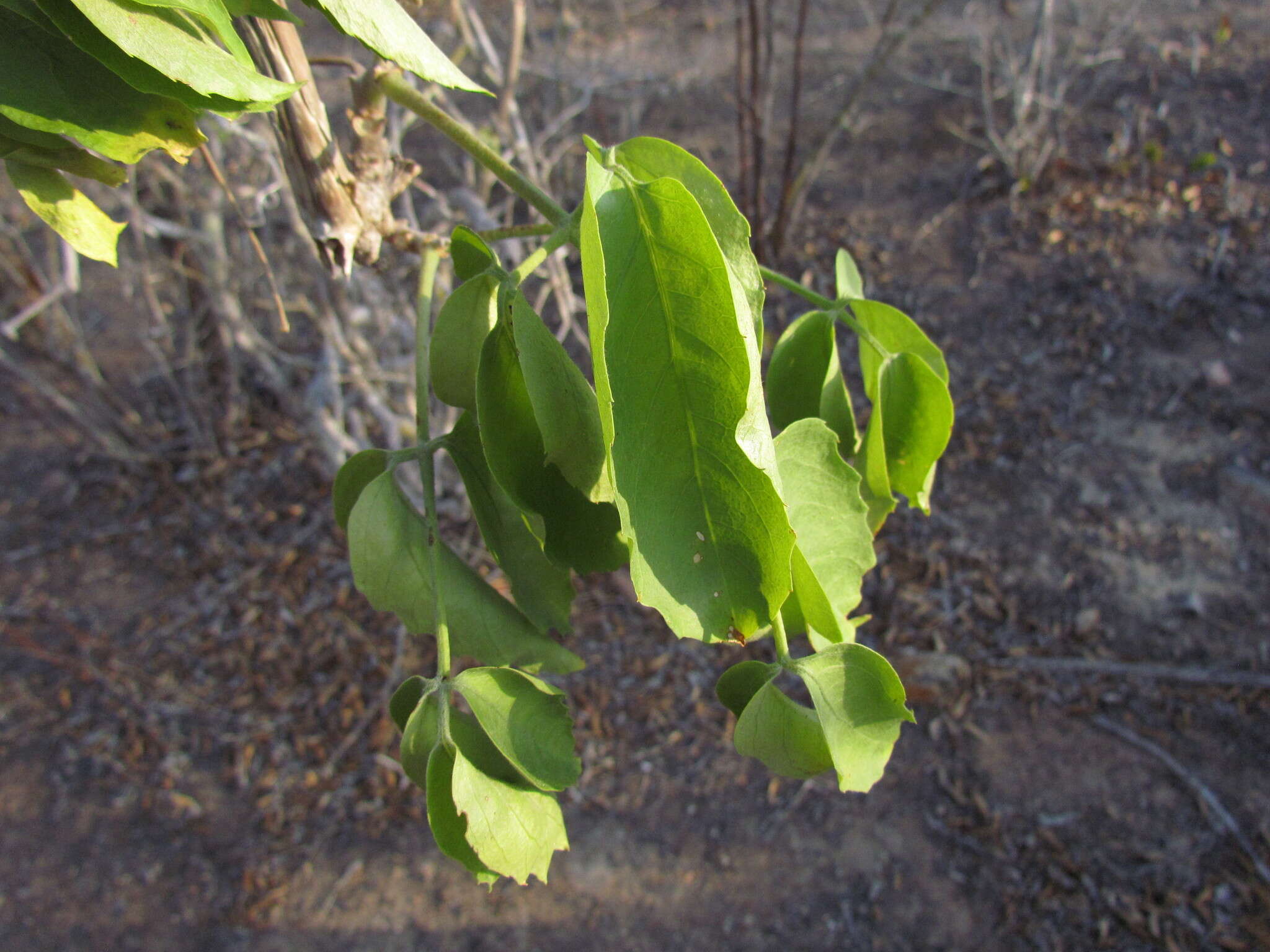 Image of Cissus decidua J. A. Lombardi