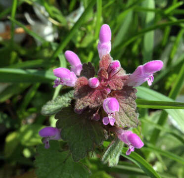 Image of purple archangel