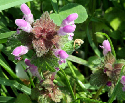 Image of purple archangel