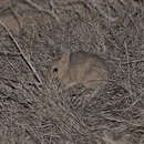 Image of Barred Bandicoot