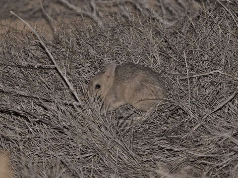 Image of Barred Bandicoot