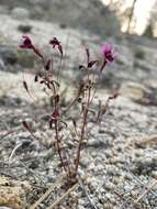 Erythranthe purpurea (A. L. Grant) N. S. Fraga resmi