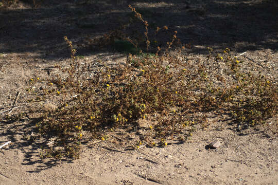 Image of pappose tarweed