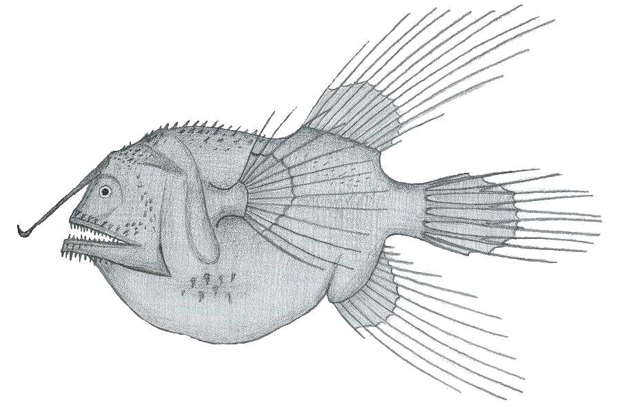 Imagem de Caulophrynidae