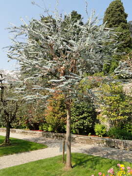 Image of Silver-leaved Mountain Gum