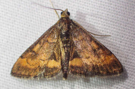 Image of Pyrausta californicalis Packard 1873