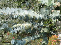 Imagem de Eucalyptus pulverulenta Sims