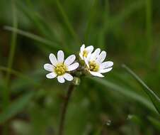 Image of common whitlowgrass