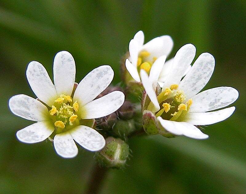 Image of common whitlowgrass