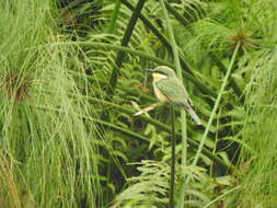 Image of Blue-breasted Bee-eater