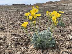 Imagem de Arctomecon californicum Torr. & Frem.