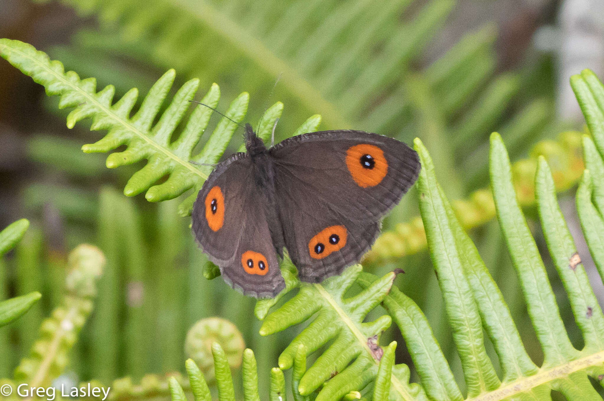 Image of Strabena tamatavae