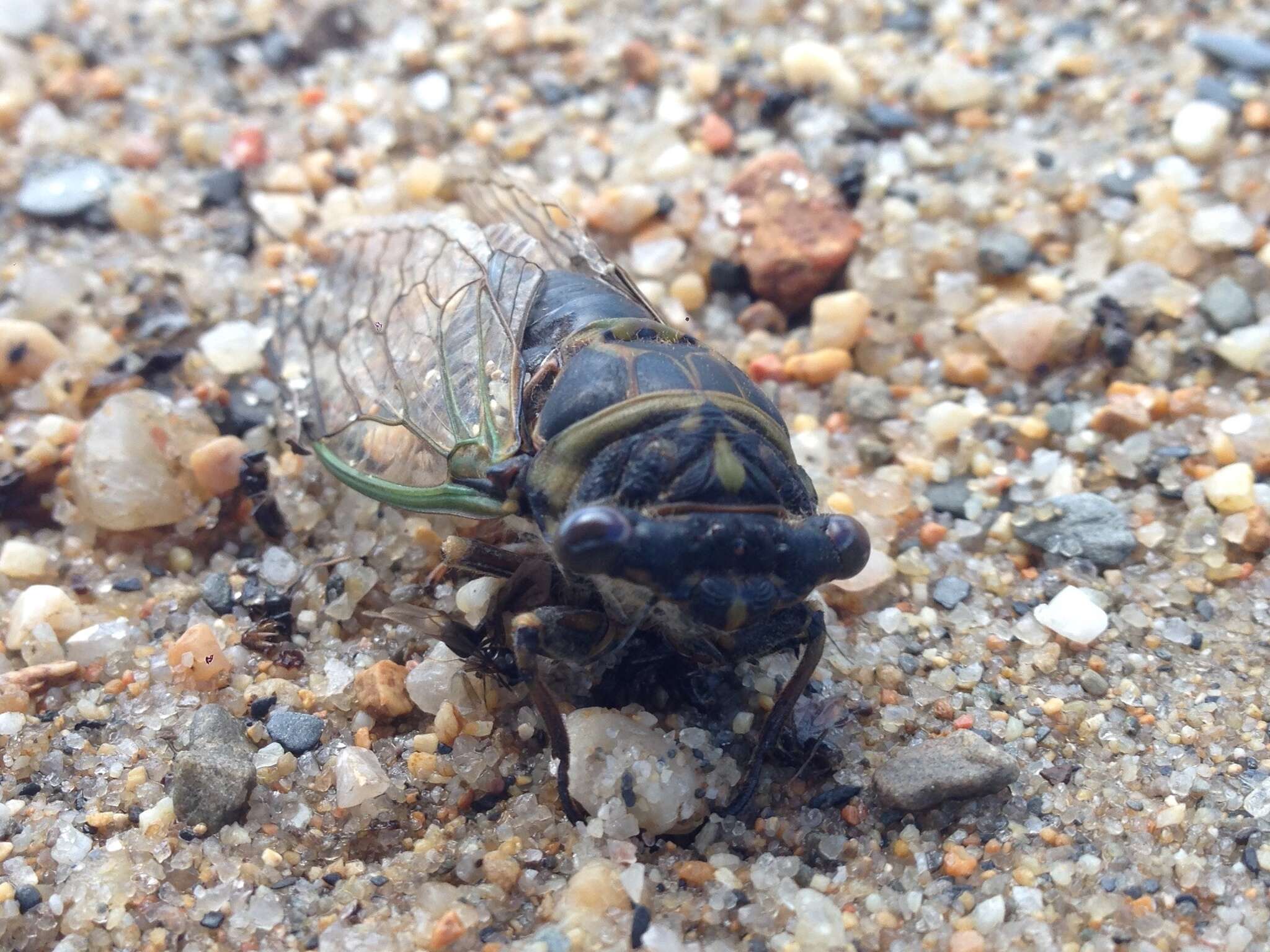 Plancia ëd Neotibicen canicularis (Harris 1841)