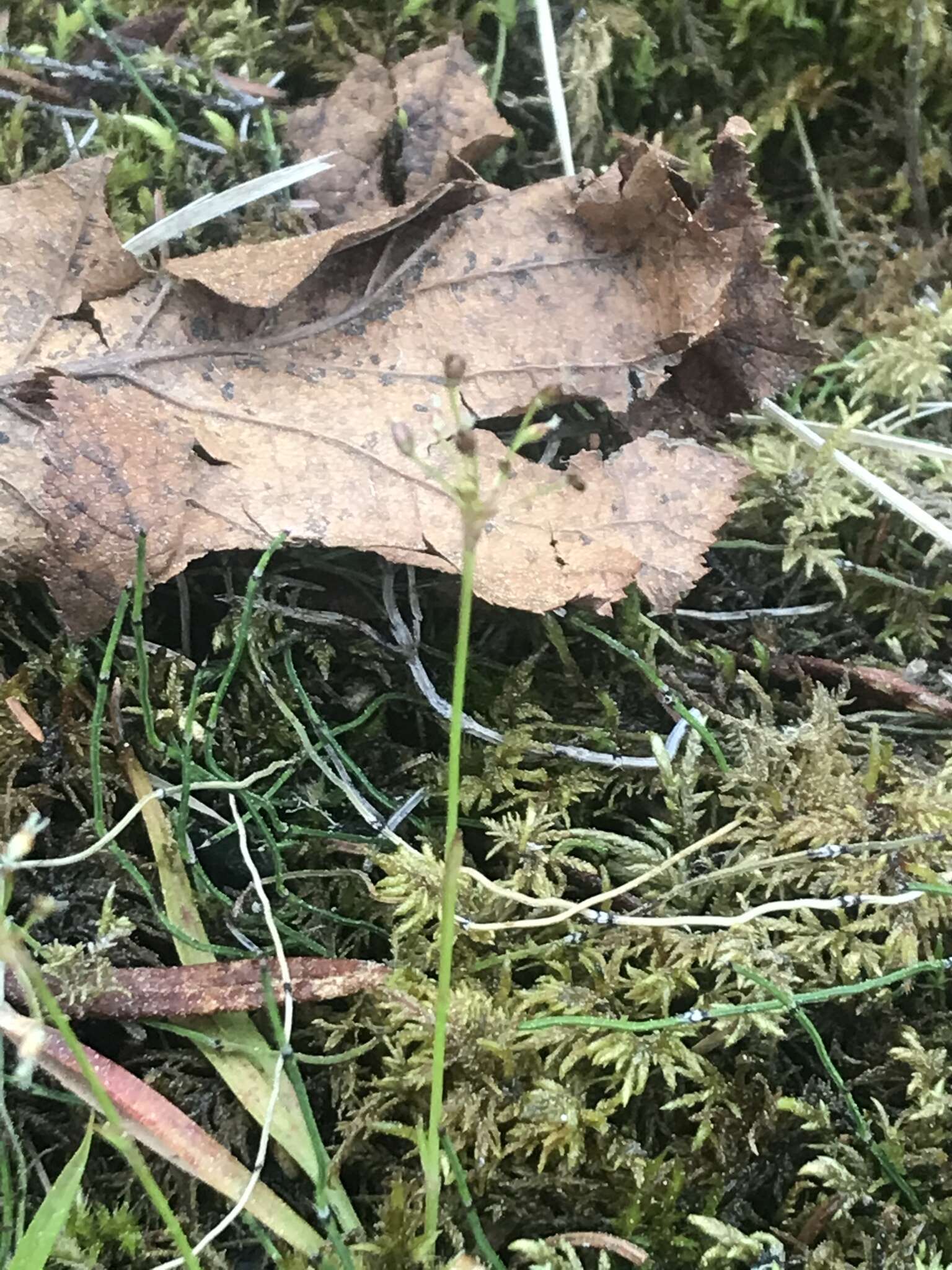 Image of Rufous Wood-Rush