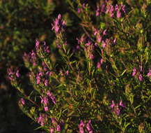 Image of Thymbra spicata L.