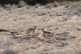 Слика од Vulpes chama (A. Smith 1833)