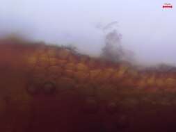 <i>Tortula caucasica</i> Broth.的圖片