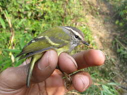 Image of Ashy-throated Warbler