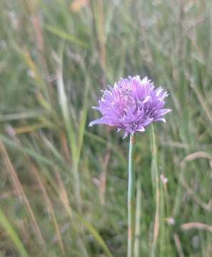 Image of wild chives