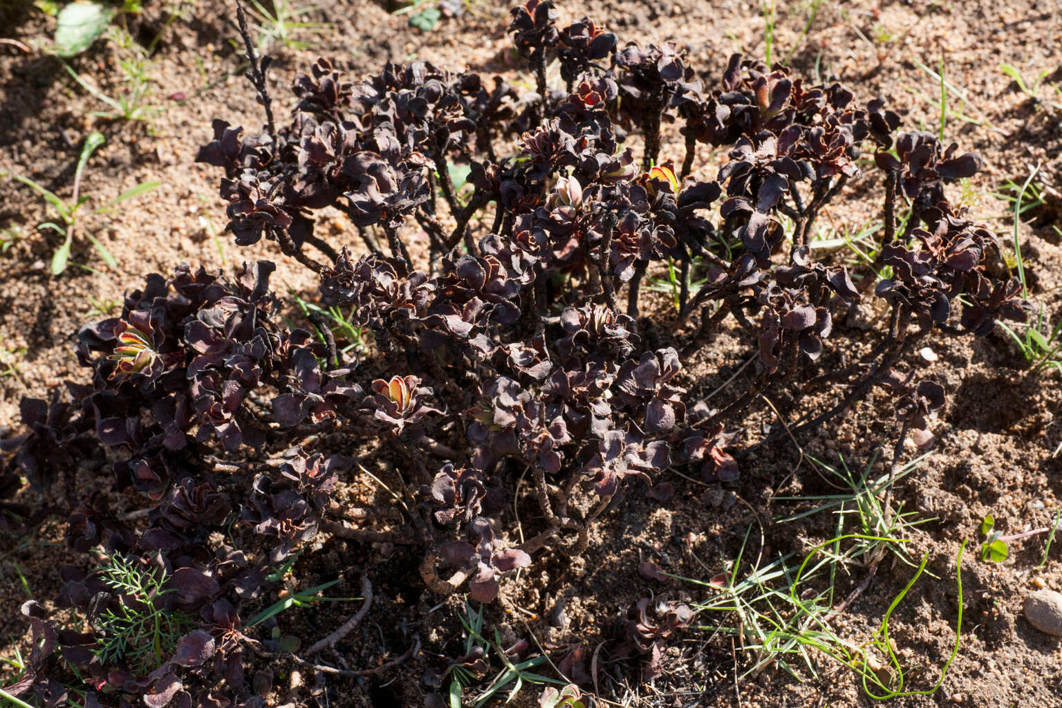 Image of Crassula fallax Friedrich