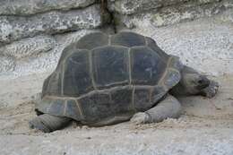 Image de Aldabrachelys