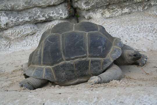 Image of Aldabrachelys