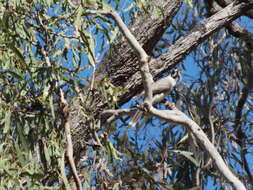 Image of Manorina melanocephala lepidota Schodde & I. J. Mason 1999