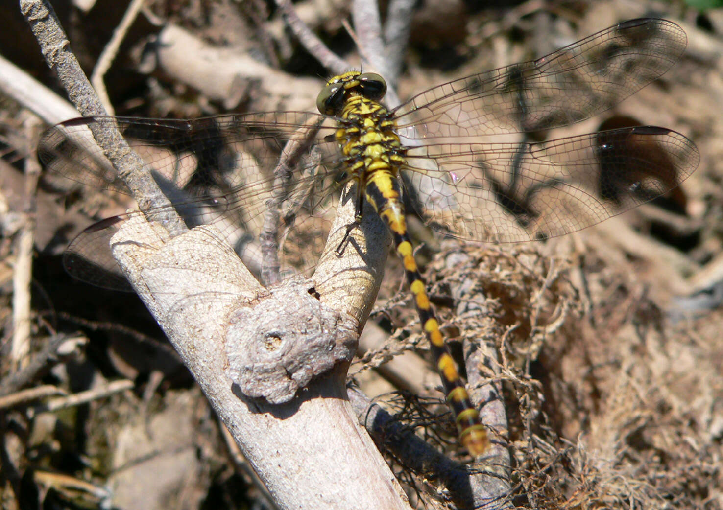 Imagem de Onychogomphus forcipatus (Linnaeus 1758)