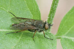 Image of Stiletto flies