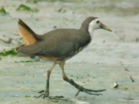 Image of White-breasted Waterhen