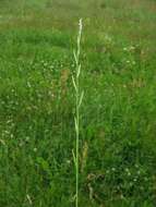 Image of Italian Rye Grass