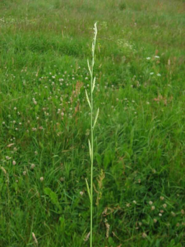 Image of Italian Rye Grass