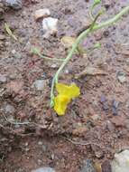 Image de Utricularia aurea Lour.