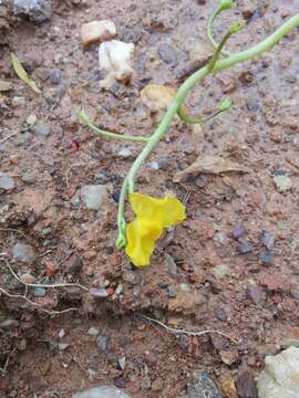 Image of Utricularia aurea Lour.