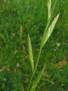 Image of Italian Rye Grass