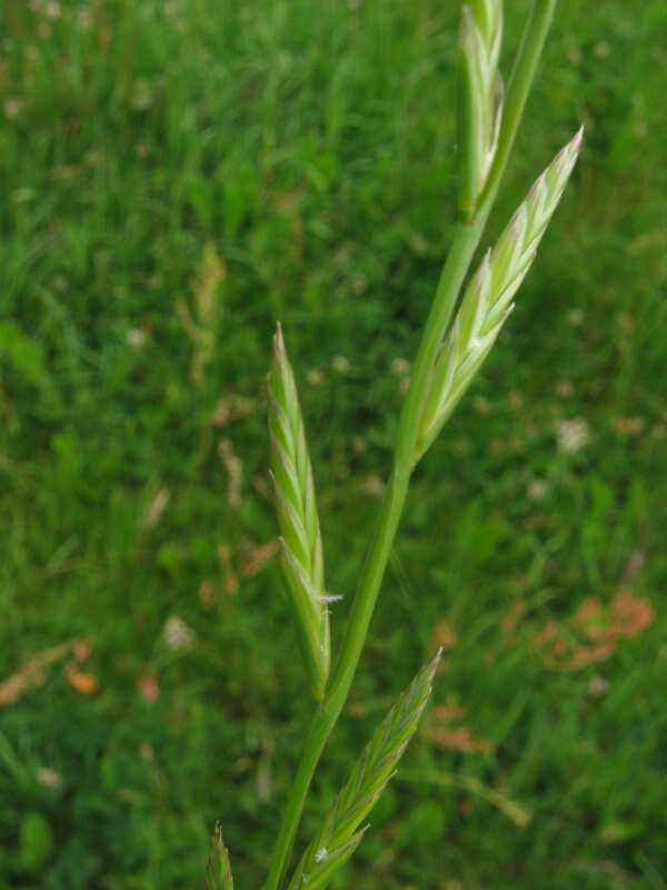 Image of Italian Rye Grass