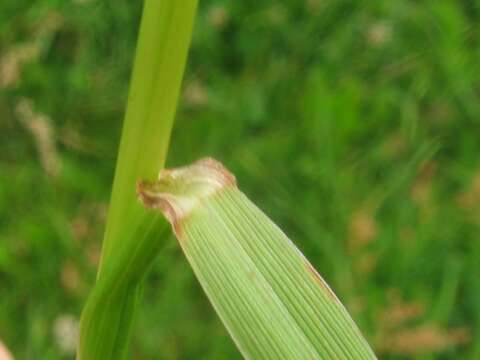 Image of Italian Rye Grass