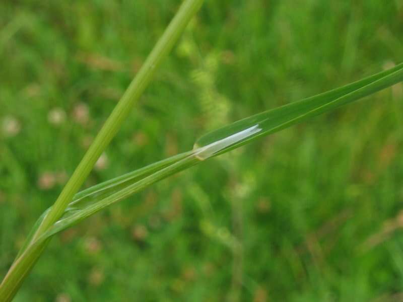 Слика од Poa pratensis L.