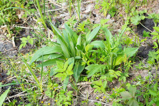 Image of melancholy thistle