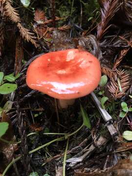 Image of Russula americana Singer 1940