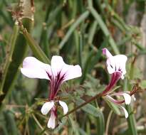 Image of Geranium