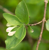 Слика од Lonicera utahensis S. Wats.